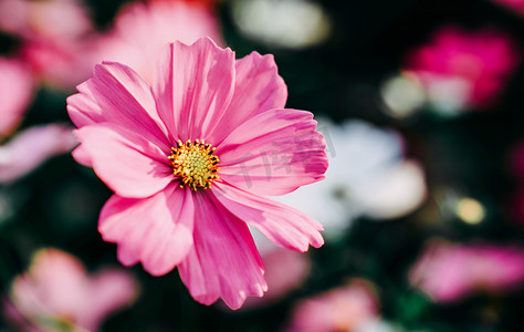 春季春色摄影照片_植物花朵鲜花春季赏花摄影图配图
