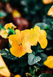 花朵鲜花植物春天黄花摄影图配图