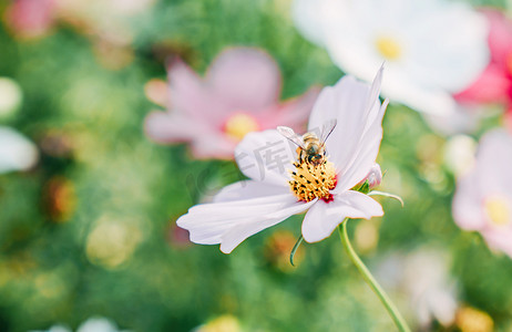 蜜蜂采花摄影照片_春天花朵蜜蜂采花蜜花卉摄影图配图