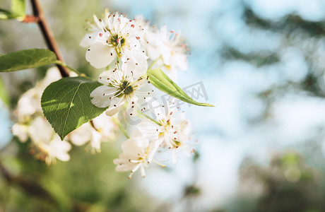 春色摄影照片_梨花花开春季立春花卉植物摄影图配图