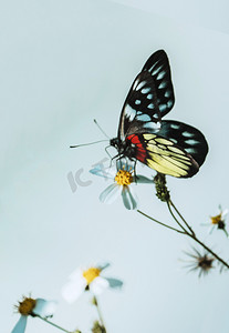 蝴蝶花卉春季春天昆虫摄影图配图