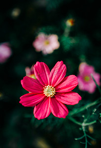 植物花开花朵鲜艳春季摄影图配图
