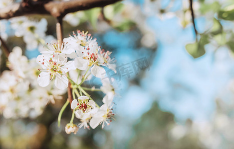 春天绿叶花摄影照片_春季植物花卉梨花赏花摄影图配图
