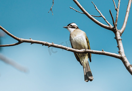 中动物简笔画国摄影照片_树枝上的小鸟蓝天鸟类动物歇息摄影图配图