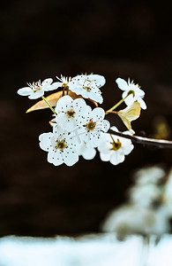 金线梨花摄影照片_植物梨花春季立春花朵摄影图配图