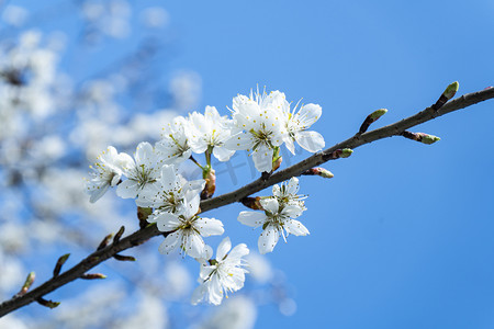 春天樱花唯美摄影照片_樱花白天樱花室外无摄影图配图