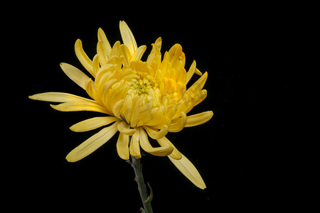 一朵黄菊花摄影照片_黑色背景一朵黄色线菊开花摄影图配图