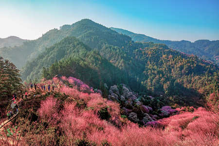 山上清晨梅花山区无摄影图配图