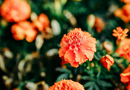 橘色花朵摄影照片_植物花卉花朵鲜花赏花春季摄影图配图