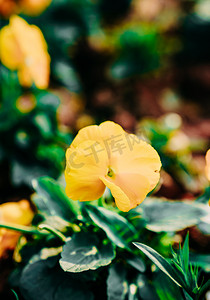 花卉黄花春季赏花植物摄影图配图