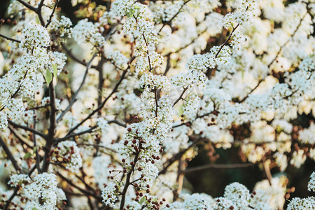梨花花卉春季立春赏花摄影图配图
