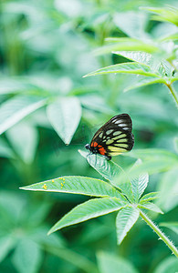 平面绿植矢量摄影照片_绿植植物春天蝴蝶惊蛰摄影图配图