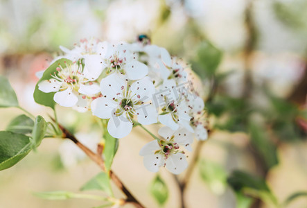 梨花花卉春天植物赏花摄影图配图