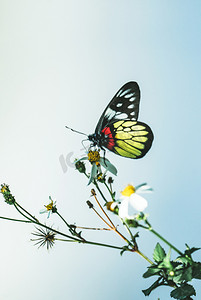 蝴蝶春季惊蛰花草植物摄影图配图