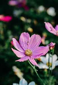 鲜花绿叶摄影照片_植物春日花开花卉鲜花摄影图配图