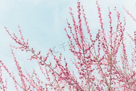 春天白天樱花公园赏花摄影图配图