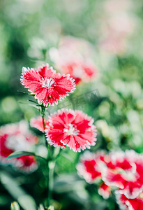 春天植物花卉鲜艳花朵摄影图配图