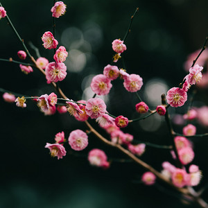 植物冬天梅花花园盛开摄影图配图