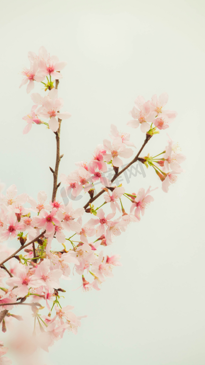 樱花春花风景春游摄影图配图高清摄影大图 千库网