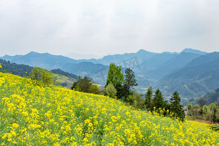 山区早上油菜花户外无摄影图配图