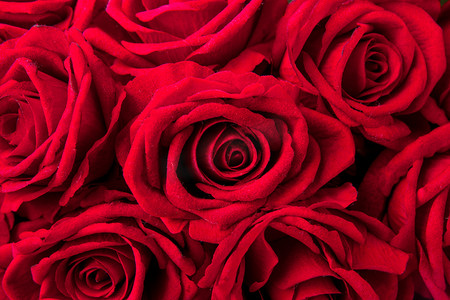 情人玫瑰花摄影照片_情人节白天玫瑰花玫瑰花堆摆放摄影图配图
