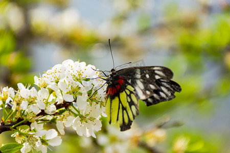 一只美丽花蝴蝶白天户外李花采蜜采蜜摄影图配图