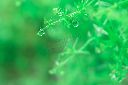 春雨小草上的水珠绿色自然风景摄影图配图