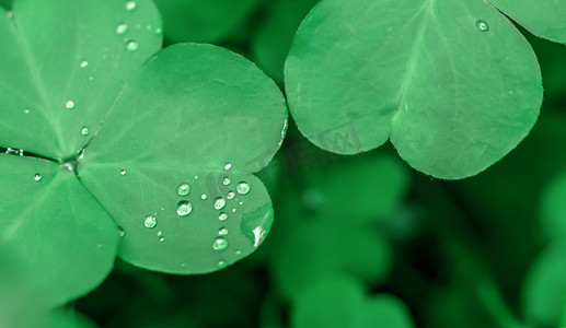 三叶草春天雨后水珠绿色摄影图配图