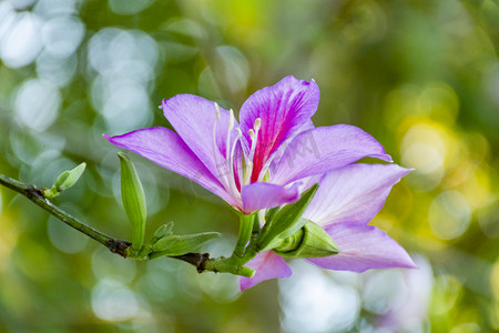 一朵紫荆花白天花朵户外绽放摄影图配图