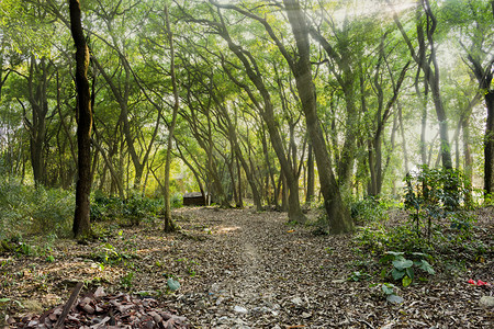 森林作用科普摄影照片_森林白天户外光线斜照摄影图配图