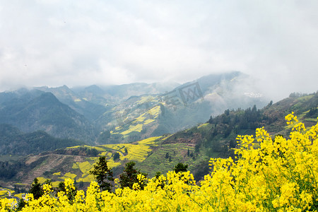 油菜花摄影照片_山上早上油菜花户外无摄影图配图