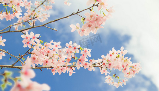 风景摄影照片_特写春天立春花花卉看樱花摄影图配图