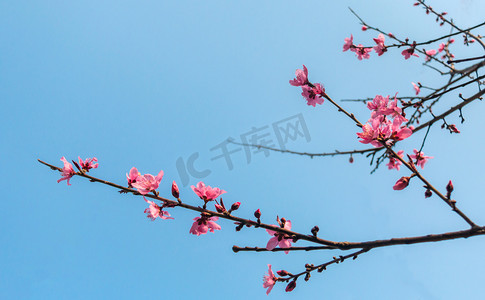 蓝天下春天桃花花枝盛开自然风景摄影图配图