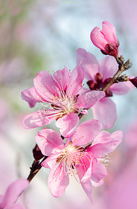 春天盛开粉色桃花自然风景摄影图配图