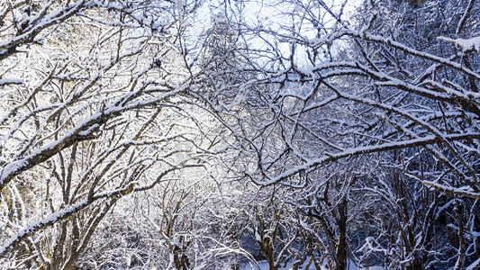 自然风景冬天雪地森林高清摄影图配图