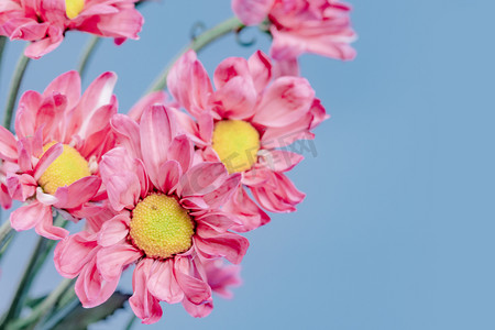 贡菊菊花摄影照片_蓝色背景一束红色的小朵雏菊花摄影图配图