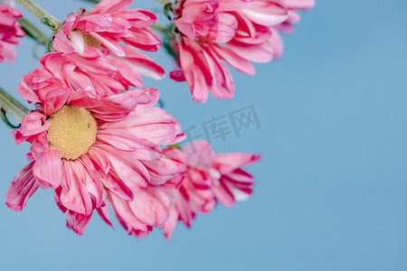 鲜花小清新背景摄影照片_文艺风小清新玫红色花朵蓝色背景摄影图配图