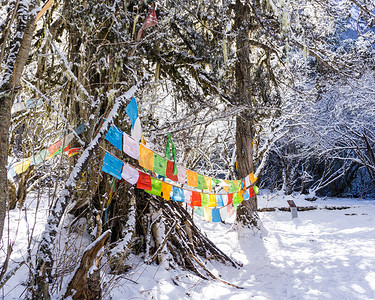 自然风景冬天雪景森林高清摄影图配图