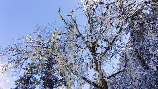 自然风景冬天雪景森林仰拍摄影图配图