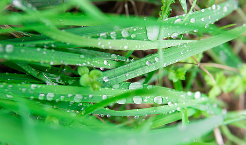 小草发芽摄影照片_雨水下雨植物草地下雨摄影图配图
