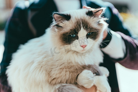 花猫啤酒摄影照片_撸猫下午布偶猫宠物可爱摄影图配图