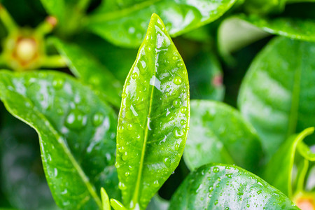 二十四节气雨水摄影照片_二十四节气春天谷雨绿叶室外雨水绿叶摄影图配图