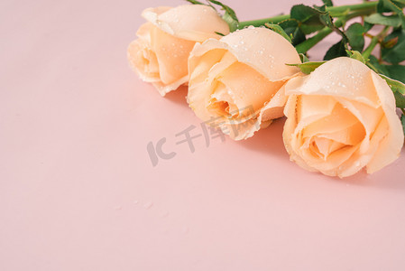妇女节花朵粉色摄影照片_玫瑰38女神节妇女节礼物摄影图配图