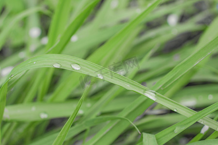 阴天雨天摄影照片_雨水下午阴天下午小草雨滴下雨草丛静物摄影图配图