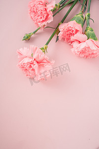38妇女节礼物花朵康乃磬摄影图配图
