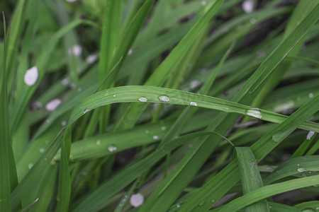 下雨雨水阴雨天下午绿植小雨植物雨滴静物摄影图配图