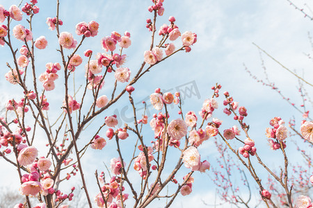 回族花儿摄影照片_大寒冬天晴天中午梅花树梅花梅花山梅花园静物摄影图配图