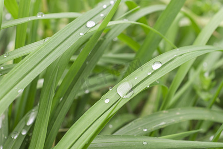 雨水节气雨天下午绿植雨滴小草下雨静物摄影图配图