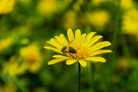 花花小摄影照片_一只小蜜蜂白天户外停留在菊花上采蜜摄影图配图