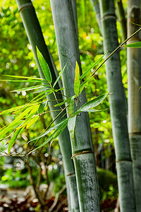 竹林，竹子，竹叶摄影照片_竹林白天户外竹子竹叶苍翠摄影图配图